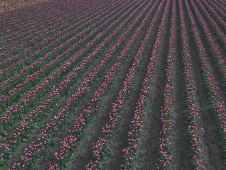 USA, Bundesstaat Washington, Skagit Valley, Tulpenfeld - MMAF00601