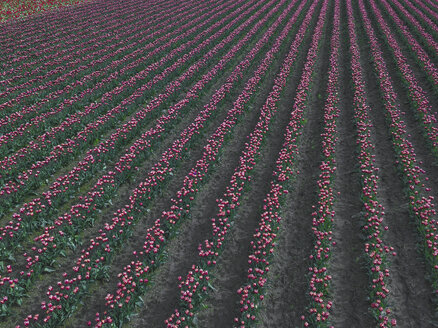 USA, Washington State, Skagit Valley, tulip field - MMAF00601