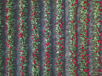 USA, Washington State, Skagit Valley, tulip field from above - MMAF00602