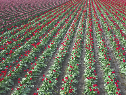 USA, Washington State, Skagit Valley, tulip field - MMAF00603