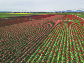 USA, Washington State, Skagit Valley, tulip field - MMAF00604