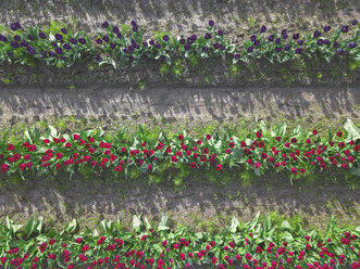 USA, Washington State, Skagit Valley, tulip field from above - MMAF00605