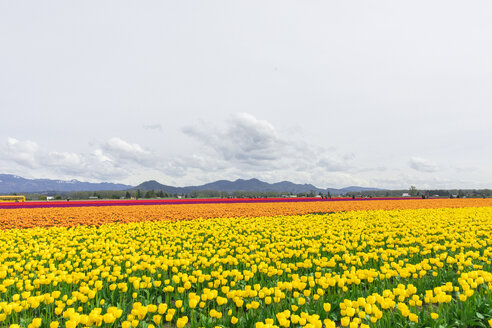 USA, Washington State, Skagit Valley, tulip field - MMAF00606