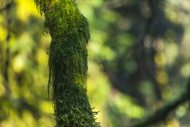 Tree trunk, moss-grown, bokeh in the background - MMAF00608