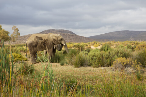 Südafrika, Westkap, Touws River, Aquila Private Game Reserve, Elefant, Loxodonta Africana, lizenzfreies Stockfoto
