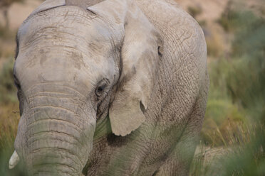 Südafrika, Aquila Private Game Reserve, Elefant, Loxodonta Africana - ZEF15974