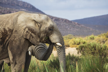 Südafrika, Aquila Private Game Reserve Elefant, Loxodonta Africana - ZEF15975