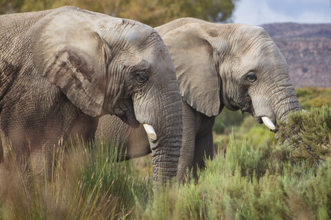 Südafrika, Aquila Private Game Reserve, Elefanten, Loxodonta Africana, lizenzfreies Stockfoto