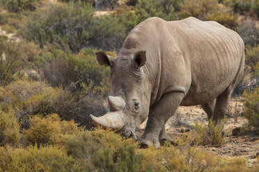 Südafrika, Touws River, Kapstadt, Aquila Private Game Reserve, Nashorn, Rhinozeros - ZEF15978