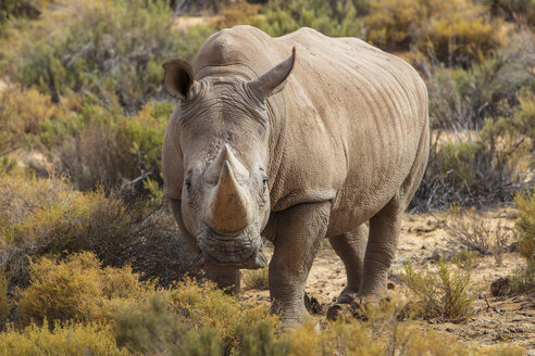 Südafrika, Touws River, Kapstadt, Aquila Private Game Reserve, Nashorn, Rhinozeros - ZEF15979