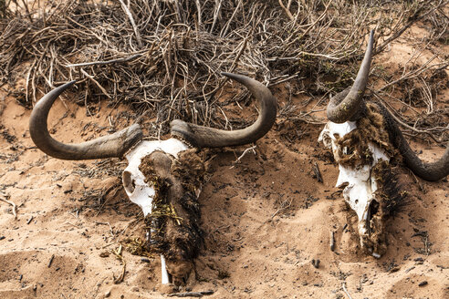 Südafrika, Aquila Private Game Reserve, Totenköpfe - ZEF15982