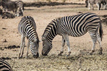 Südafrika, Aquila Private Game Reserve, Zebras essen, Equus quagga - ZEF15983
