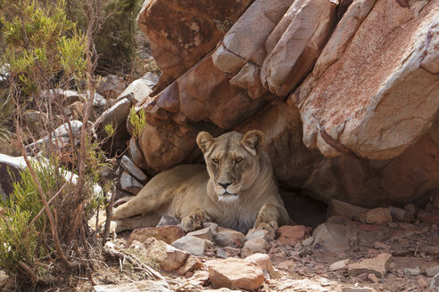 Südafrika, Aquila Private Game Reserve, Löwin, Panthera leo - ZEF15985