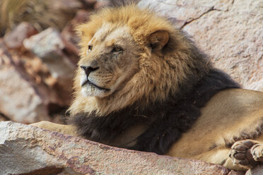 South Africa, Aquila Private Game Reserve, Lion, Panthera leo - ZEF15987