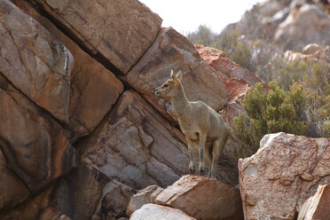 South Africa, Aquila Private Game Reserve, Klipspringer, Oreotragus oreotragus - ZEF15988