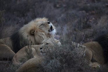 South Africa, Touws River, Aquila Private Game Reserve, Lions, Panthera leo - ZEF15989