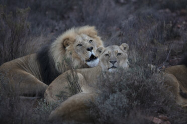 Südafrika, Aquila Private Game Reserve, Löwen, Panthera leo - ZEF15990