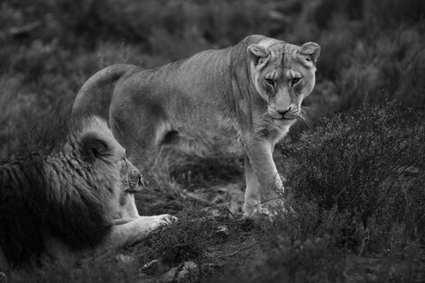 Südafrika, Aquila Private Game Reserve, Löwin und Löwe, Panthera leo, lizenzfreies Stockfoto