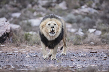 Südafrika, Aquila Private Game Reserve, Löwe, Panthera leo - ZEF15993