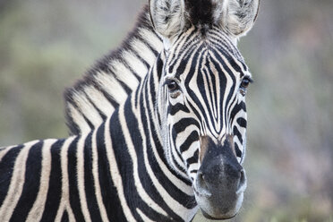 Südafrika, Aquila Private Game Reserve, Zebra, Equus quagga - ZEF15995