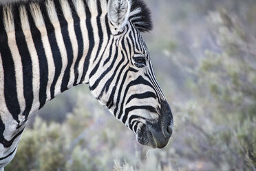 Südafrika, Aquila Private Game Reserve, Zebra, Equus quagga - ZEF15996