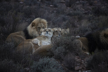 Südafrika, Aquila Private Game Reserve, Löwen, Panthera leo - ZEF15997