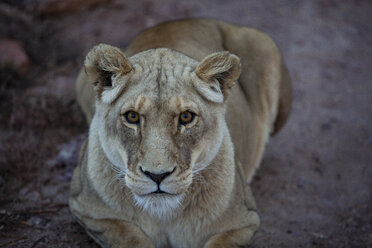 Südafrika, Aquila Private Game Reserve, Löwin, Panthera leo - ZEF15998
