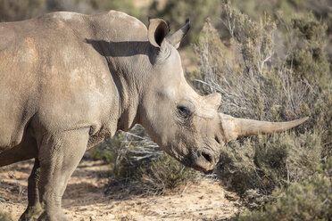 South Africa, Aquila Private Game Reserve, Rhino, Rhinoceros - ZEF16000