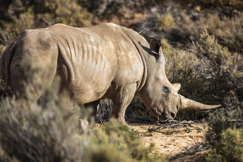 Südafrika, Aquila Private Game Reserve, Nashorn, Rhinozeros - ZEF16001