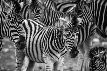 Südafrika, Aquila Private Game Reserve, Zebras, Equus quagga - ZEF16002