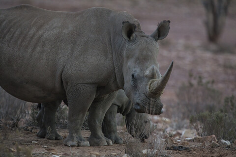Südafrika, Aquila Private Game Reserve, Nashorn und Nashornbaby, Nashörner, lizenzfreies Stockfoto