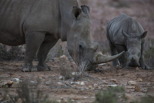 Südafrika, Aquila Private Game Reserve, Nashorn und Nashornbaby, Nashörner - ZEF16005