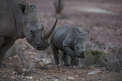 Südafrika, Aquila Private Game Reserve, Nashorn und Nashornbaby, Nashörner, lizenzfreies Stockfoto