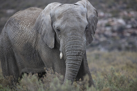 Südafrika, Aquila Private Game Reserve, Elefant, Loxodonta Africana, lizenzfreies Stockfoto