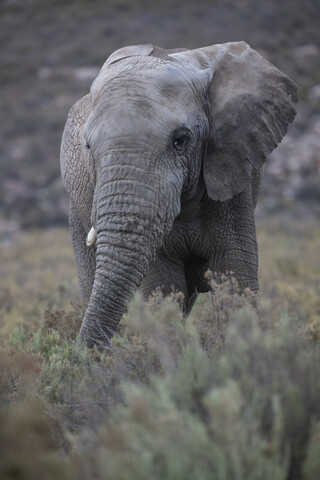 Südafrika, Aquila Private Game Reserve, Elefant, Loxodonta Africana, lizenzfreies Stockfoto