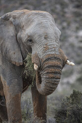 Südafrika, Aquila Private Game Reserve, Elefant, Loxodonta Africana - ZEF16010