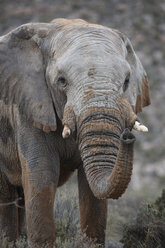 Südafrika, Aquila Private Game Reserve, Elefant, Loxodonta Africana - ZEF16011