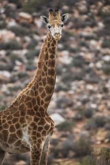 Südafrika, Aquila Private Game Reserve, Giraffe, Giraffa camelopardalis - ZEF16015