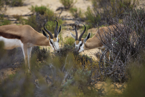 Südafrika, Aquila Private Game Reserve, Springböcke fressen, Antidorcas marsupialis, lizenzfreies Stockfoto