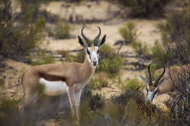 Südafrika, Aquila Private Game Reserve, Springböcke, Antidorcas marsupialis - ZEF16017