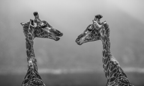 Südafrika, Aquila Private Game Reserve, Giraffen, Giraffa camelopardalis, von Angesicht zu Angesicht, Schwarz und Weiß, lizenzfreies Stockfoto