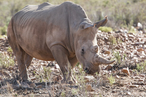 Südafrika, Aquila Private Game Reserve, Nashorn, Rhinozeros - ZEF16021
