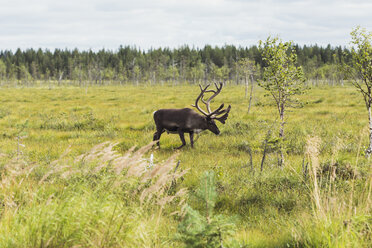 Finland, Lapland, elk walking in rural landscape - KKAF02100