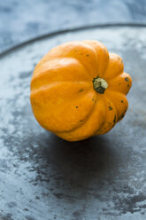 Ornamental pumpkin - JUNF01317