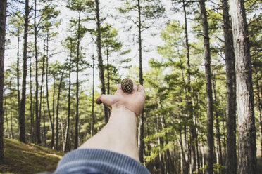 Cropped hand of young man holding pine cone against trees at forest - CAVF49018