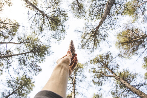 Low angle view of cropped hand holding pine cone against trees at forest - CAVF49019