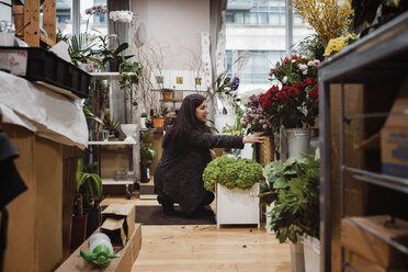 Female florist arranging flowers in shop - CAVF49026