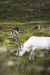 Norway, Lapland, Male reindeer grazing - KKAF02296