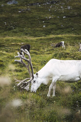 Norwegen, Lappland, Männliches Rentier beim Grasen - KKAF02296