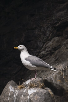 Norwegen, Lappland, Möwe auf einem Felsen ruhend - KKAF02303